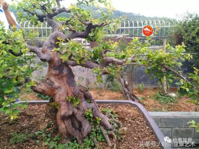 玩盆景急不來,放養很重要!