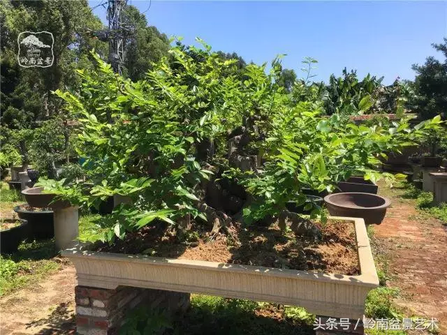玩盆景急不來,放養很重要!