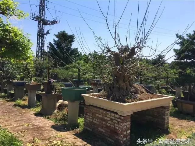玩盆景急不來,放養很重要!