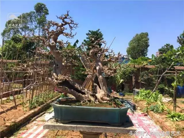 玩盆景急不來,放養很重要!