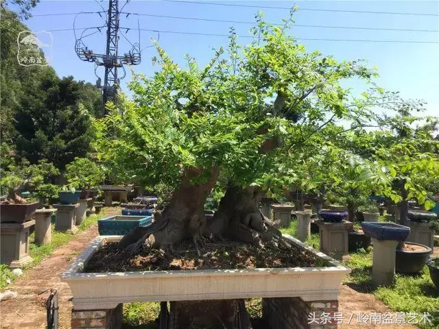 玩盆景急不來,放養很重要!