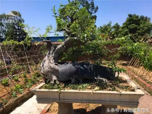 玩盆景急不來,放養很重要!
