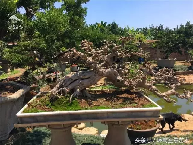 玩盆景急不來,放養很重要!