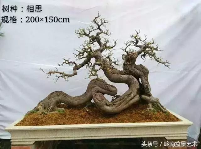 玩盆景急不來,放養很重要!