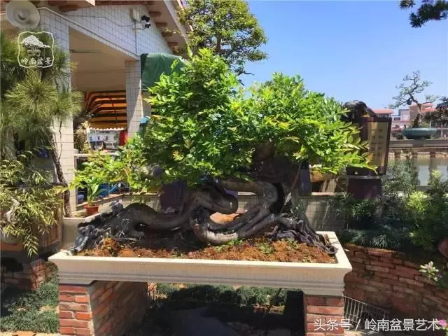 玩盆景急不來,放養很重要!