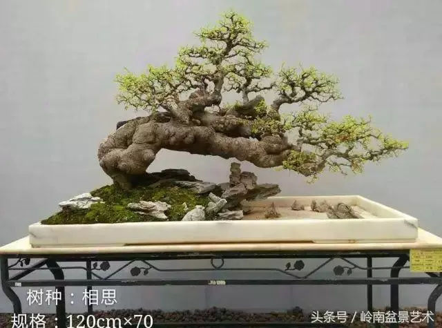 玩盆景急不來,放養很重要!