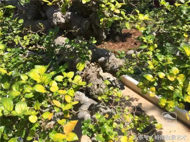 玩盆景急不來,放養很重要!