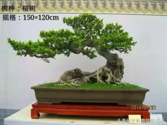 玩盆景急不來,放養很重要!