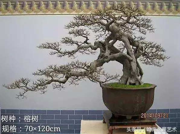 玩盆景急不來,放養很重要!