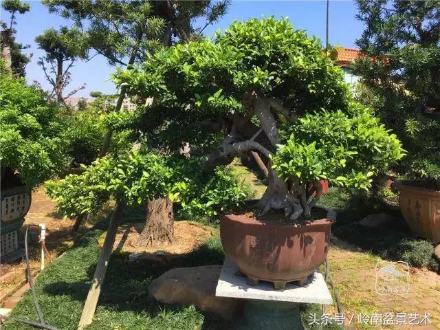 玩盆景急不來,放養很重要!