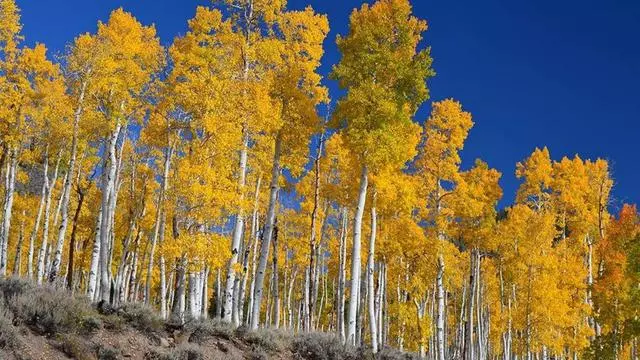 科學家發現:世界上最大的生物體,已經存活8萬年正在瀕臨死亡