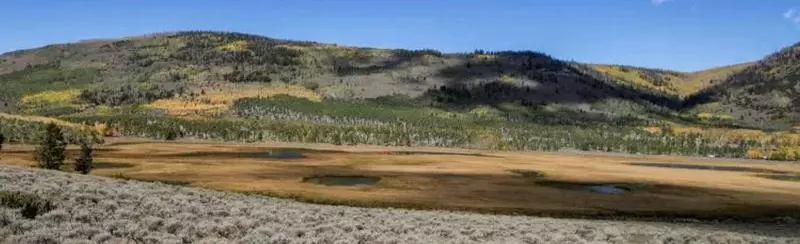 科學家發現:世界上最大的生物體,已經存活8萬年正在瀕臨死亡