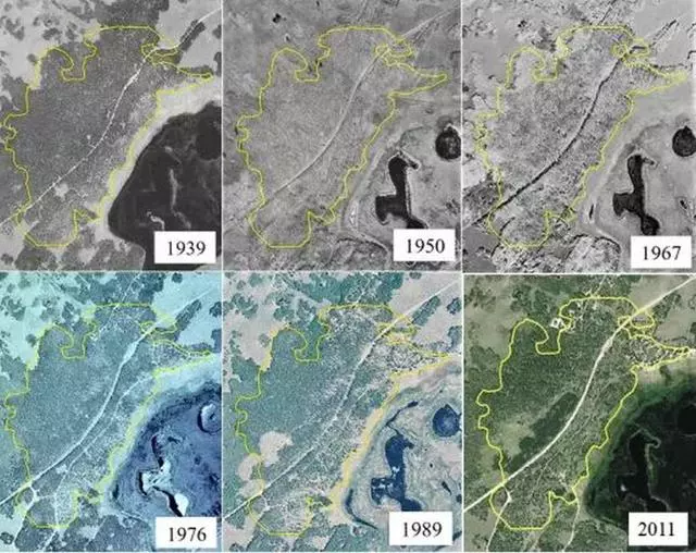 科學家發現:世界上最大的生物體,已經存活8萬年正在瀕臨死亡