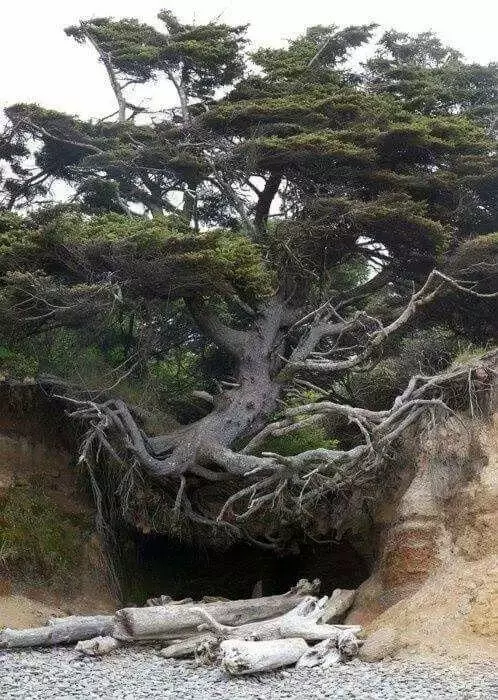 這才是神奇的大自然,看完懷疑自己的眼睛!