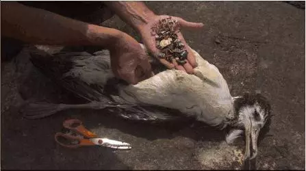 他在太平洋荒島上拍下最殘忍的照片,照出每個人最慚愧的一面