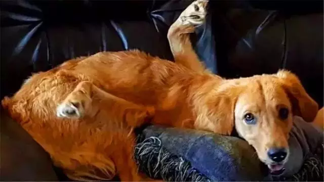 金毛前腿殘疾似霸王龍,主人堅持為愛犬治療,努力幫它學會行走