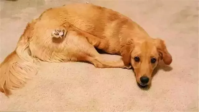 金毛前腿殘疾似霸王龍,主人堅持為愛犬治療,努力幫它學會行走