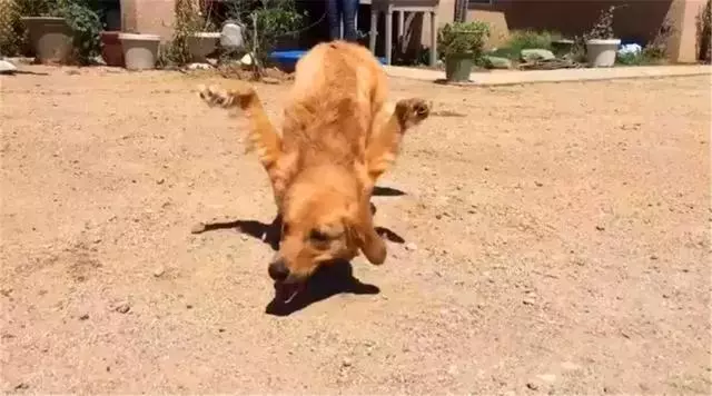 金毛前腿殘疾似霸王龍,主人堅持為愛犬治療,努力幫它學會行走