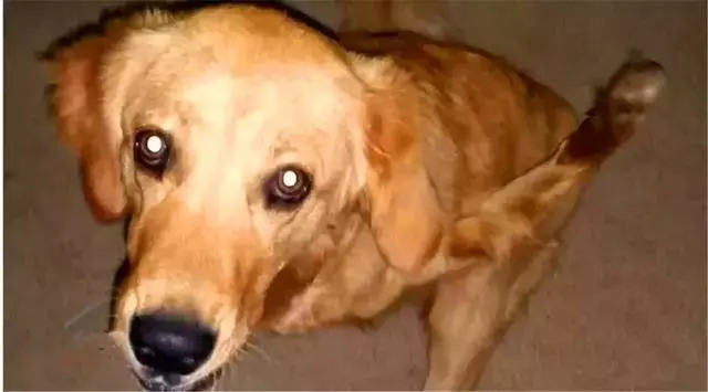 金毛前腿殘疾似霸王龍,主人堅持為愛犬治療,努力幫它學會行走