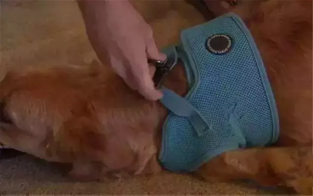 金毛前腿殘疾似霸王龍,主人堅持為愛犬治療,努力幫它學會行走