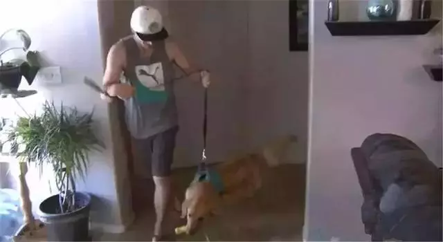 金毛前腿殘疾似霸王龍,主人堅持為愛犬治療,努力幫它學會行走