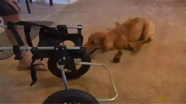 金毛前腿殘疾似霸王龍,主人堅持為愛犬治療,努力幫它學會行走