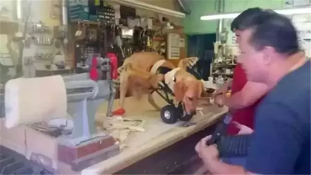 金毛前腿殘疾似霸王龍,主人堅持為愛犬治療,努力幫它學會行走