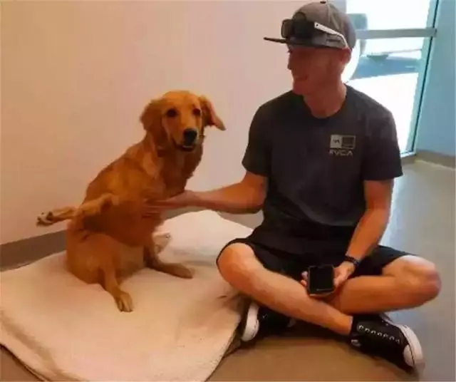 金毛前腿殘疾似霸王龍,主人堅持為愛犬治療,努力幫它學會行走