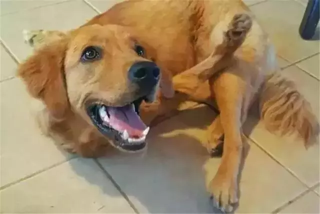 金毛前腿殘疾似霸王龍,主人堅持為愛犬治療,努力幫它學會行走