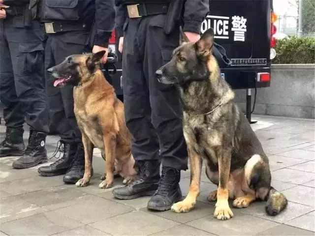 警犬早起出發執行任務,忍不住打了個大哈欠,隔壁警犬默默偷笑