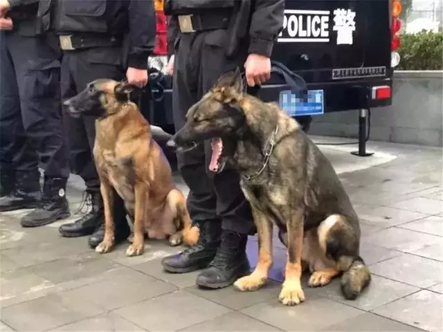 警犬早起出發執行任務,忍不住打了個大哈欠,隔壁警犬默默偷笑