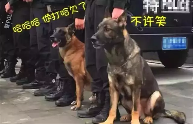警犬早起出發執行任務,忍不住打了個大哈欠,隔壁警犬默默偷笑