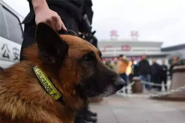警犬早起出發執行任務,忍不住打了個大哈欠,隔壁警犬默默偷笑