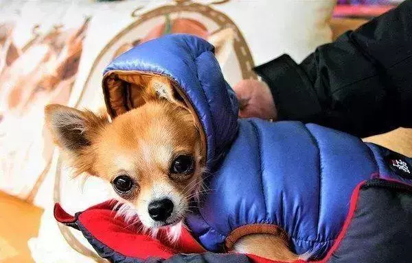 愛犬27歲仍未變老,鏟屎官學會這五點妙招,讓寵物陪伴自己更久