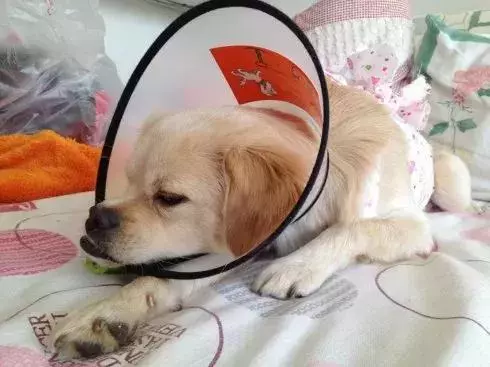 愛犬27歲仍未變老,鏟屎官學會這五點妙招,讓寵物陪伴自己更久