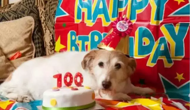 愛犬27歲仍未變老,鏟屎官學會這五點妙招,讓寵物陪伴自己更久