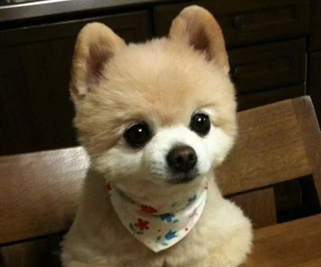 愛犬27歲仍未變老,鏟屎官學會這五點妙招,讓寵物陪伴自己更久