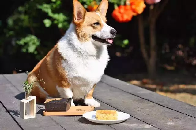 愛犬27歲仍未變老,鏟屎官學會這五點妙招,讓寵物陪伴自己更久
