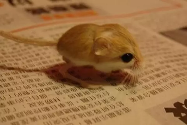 20種夠幸運才能看到的「世界上最小動物」 最小狐狸根本是寶可夢❤