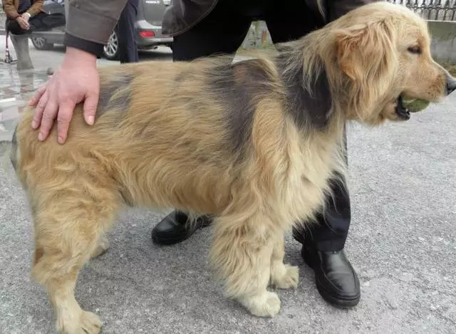 老年犬貓吃多卻變瘦,需要檢查甲狀腺功能,可能存在甲狀腺問題