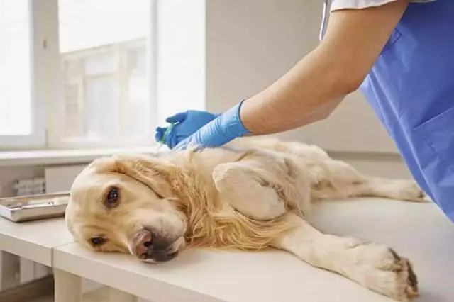 老年犬貓吃多卻變瘦,需要檢查甲狀腺功能,可能存在甲狀腺問題
