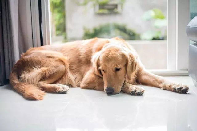 老年犬貓吃多卻變瘦,需要檢查甲狀腺功能,可能存在甲狀腺問題