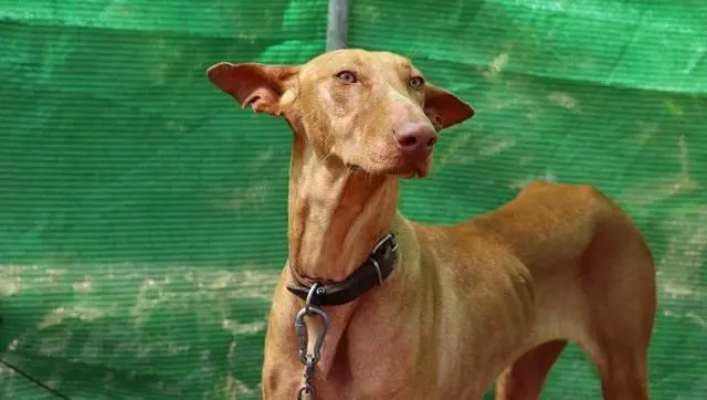 老年犬貓吃多卻變瘦,需要檢查甲狀腺功能,可能存在甲狀腺問題