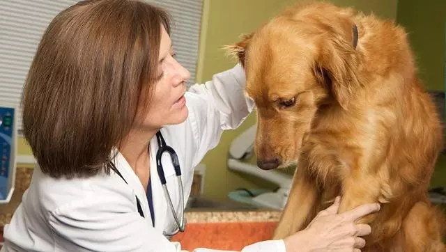 老年犬貓吃多卻變瘦,需要檢查甲狀腺功能,可能存在甲狀腺問題