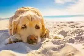 老年犬貓吃多卻變瘦,需要檢查甲狀腺功能,可能存在甲狀腺問題