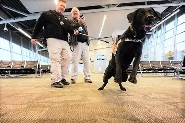 美國機場警犬的挑選標準,要做安檢犬耳朵要下垂,只因看起來溫馴