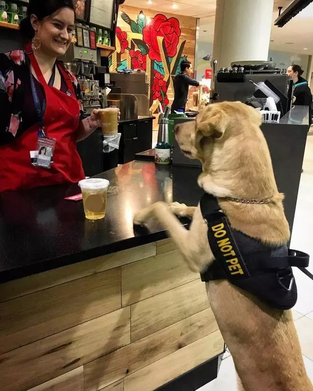 美國機場警犬的挑選標準,要做安檢犬耳朵要下垂,只因看起來溫馴