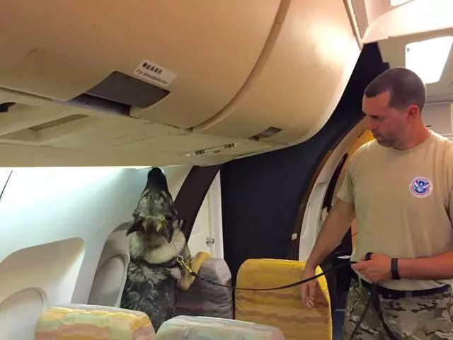 美國機場警犬的挑選標準,要做安檢犬耳朵要下垂,只因看起來溫馴