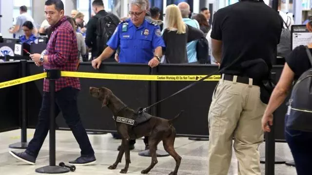 美國機場警犬的挑選標準,要做安檢犬耳朵要下垂,只因看起來溫馴