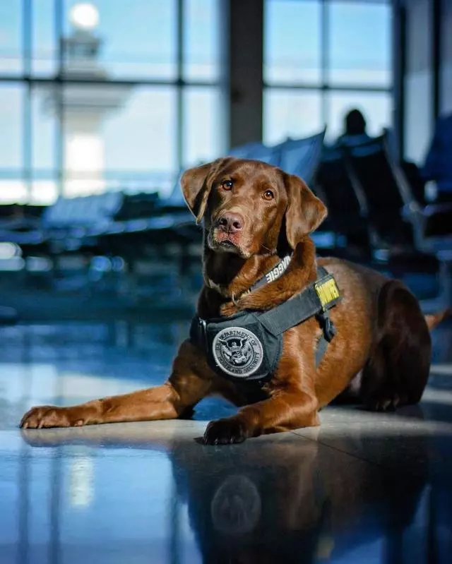 美國機場警犬的挑選標準,要做安檢犬耳朵要下垂,只因看起來溫馴